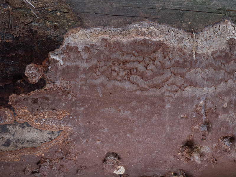 Phellinus ferrugineofuscus